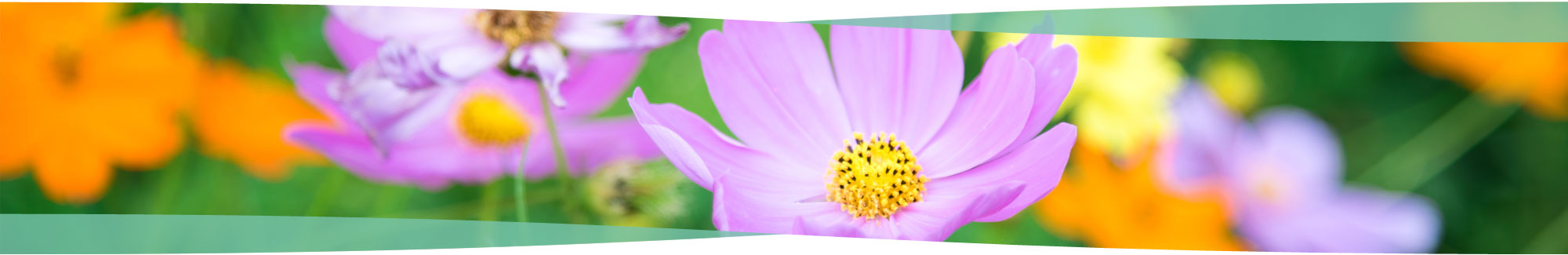 Flowers at Erddig in Wrexham
